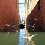 A narrow canal between red brick buildings with a small boat and several seagulls flying low over the water.